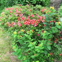 今年の「さつきの花付き」バラバラ。