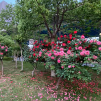 武漢は薔薇が真っ盛り