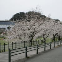緑濃い葉桜