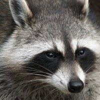 引き合わせ