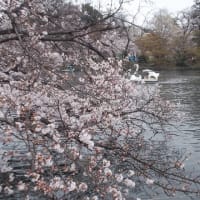井の頭公園＾＾。