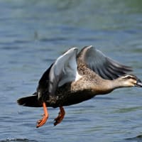 7/10  6月中旬に出会った鳥達