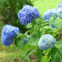 秋吉台と紫陽花