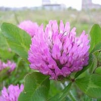 季節の花「赤詰草 （あかつめくさ）」