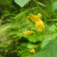 北陸も梅雨入り、行田公園