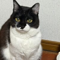 おにく　たべとこ。