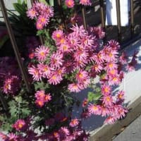 菊の花が見ごろだね