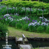花しょうぶ、涼景。
