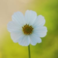 昔の写真・・・花
