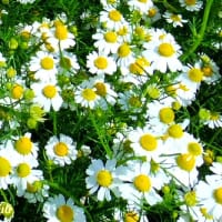 「モナの丘」では「カモミール」が白い花姿を披露し始めた！！