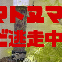 ヤマトヌマエビ逃走中！！いきのこれるか！？殺虫剤や捕食者多数サバイバル状態