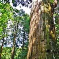 高知県香南市、香我美町上分「天満宮・天神の大スギ」（国指定）です！！