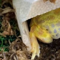 熱帯魚と雑談