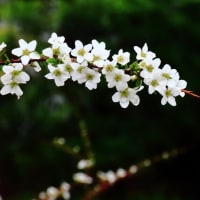 ご近所で一斉に春の花が