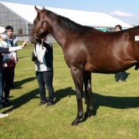 綱渡りの続戦