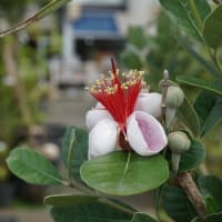 春～初夏の花：フェイジョア