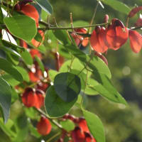 トリトマ付近の花たち