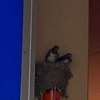 イタリアン弁当とツバメ。