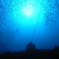 熱海 YGM Diving　Pro　5月5日　 海洋状況＆一言コメント 