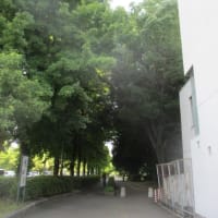夏のウォーキング・・・熱中症に気を付けながら無理をしないことが大切ですよね　今日のテクテク散歩コースは日陰ルートです