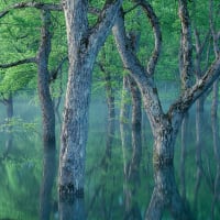 白川湖の水没林