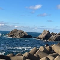 今年初の水仙と越前海岸