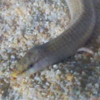エジプトクサビトカゲ