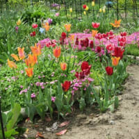 濁川公園のバラはまだつぼみ"(-""-)"