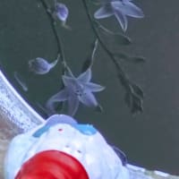 JULIE誕生日前日。開花五日目の朝に七番八番二輪咲いて