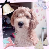 🌸🛁🐶トリミングしつつ🐶🛁🌸