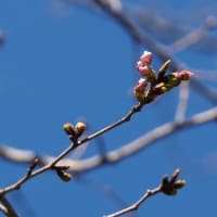 2024石神井川の桜1