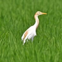 アマサギ