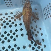海産物直売のお知らせ