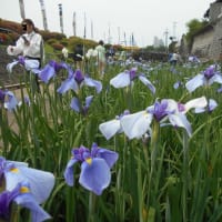 玉名・高瀬裏川の花菖蒲まつり