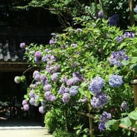 岩船寺の紫陽花