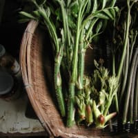 【日々是好日なり】春の味覚・山菜