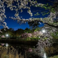 名古屋城周辺の夜桜　①