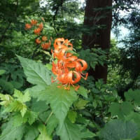 花立峠・登山道沿いの花　2025/06/28