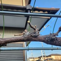 2025年1月の管理作業