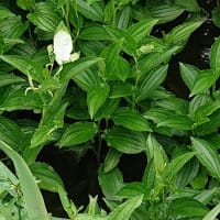 #159 -’25.　神代植物公園水生植物園（６月４日訪問）