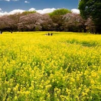 昭和記念公園の菜の花