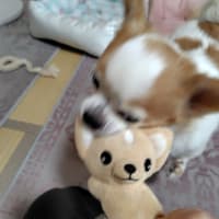 また、また、またパウンドケーキを作りましたよ