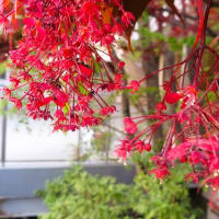 植物を楽しんで、お散歩