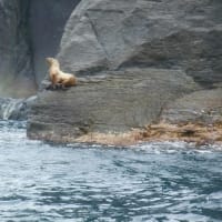 ボートツアーで、熊とアザラシを見ました！