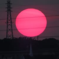 イチゴの苗を育てようと２株持って帰ったけど(_ _)