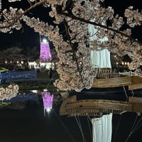 日和山公園にて「夜桜」