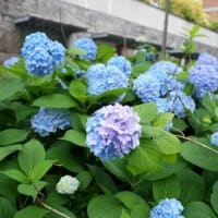 御池ブルーを撮りに行って来た・・・・・。('◇')ゞ