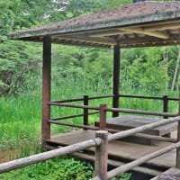 くろんど園地で珍しい山野草に出会う！・・・イチヤクソウ　タツナミソウ