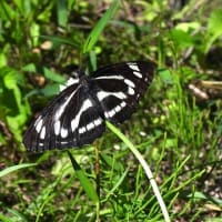 里山の蝶