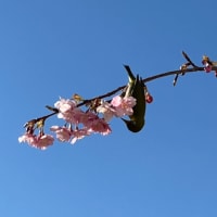 マッキーの「四季を楽しむ」：早春の花木